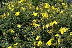 Check spelling or type a new query. Grossblumiges Johanniskraut Hidcote Online Kaufen Bei Olerum
