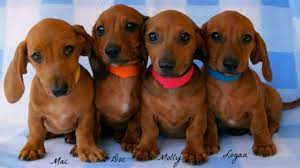 Red Weiner Dogs Red Mini Dachshund Puppies Miniature Dachshund Puppies Dachshund Puppy Miniature Dachshund Puppies Weiner Dog