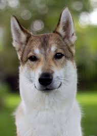 Image result for západosibiřská lajka