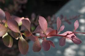 Image result for Barberry