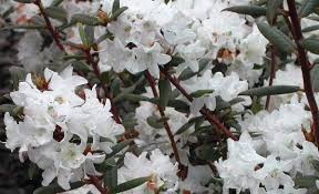 Rhododendron Sugar Puff One Unique Rhodo Small 1 5 Long Narrow Leaves Loosely Clothe Showy Red Stems Of This Densely Twiggy Wonder That Buds Extremely Hea