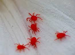 Image result for red mite
