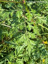 Image result for Bidens baumii