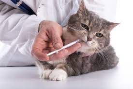 Vers Chez Le Chat : Comment Les Éviter Et Les Traiter ? | Magazine Zooplus