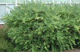 Pruning of this honeysuckle bush should be done in the winter to favor greater flower production. Lonicera Fragrantissima Landscape Plants Oregon State University