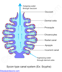 Check spelling or type a new query. Phylum Porifera Canal System In Sponges Types Of Canal Systems In Sponges Study Score