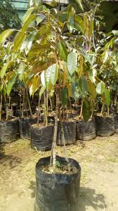 Setelah berakar, tunas tersebut dipindahkan ke lubang tanam. Langkah Yang Perlu Dilakukan Sebelum Menanam Bibit Durian Kumparan Com