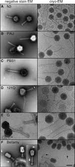 A) ebola b) hiv c) λ (lambda) phage d) tobacco mosaic (iii) explain why an electron microscope, rather than a light microscope, was used to produce this photograph. Capsids And Genomes Of Jumbo Sized Bacteriophages Reveal The Evolutionary Reach Of The Hk97 Fold Mbio