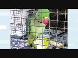 Birds Of India | Bird World: Alexandrine Parakeet