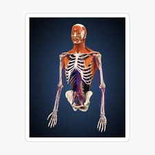 It happens when healthy bone is replaced with other types of tissue. Human Upper Body Showing Bones Muscles And Circulatory System Spiral Notebook By Stocktrekimages Redbubble