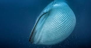 Many blue animals only appear blue to the human eye, but this is due to the dispersion of light. How Whales Became The Biggest Animals On The Planet The New York Times