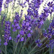 Image result for Lavandula angustifolia Vera