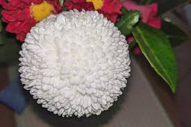 We did not find results for: White Pom Pom Mums Chrysanthemum Flower Closeup Photograph By Geoff Childs
