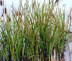 Image result for Eleocharis decoriglumis