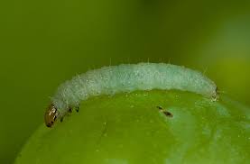 Image result for Lobesia botrana grapevine