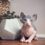 Peach Fuzz Sphynx🍑 (@peachfuzzsphynx) • Instagram photos ...