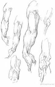 Anatomy Of The Arm George Bridgman Art Book Human Anatomy Art Anatomy Sketches Human Anatomy Drawing