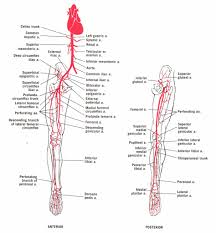 For more anatomy content please follow us and visit our website: Pakankamai Didysis Kliedesys Jausmas Lower Leg Arteries Cekirdekguc Com