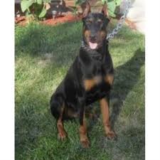 Advice from breed experts to make a safe choice. Doberman Breeders Midwest Off 67 Www Usushimd Com