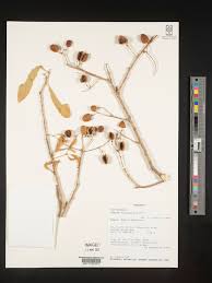 Image result for Boscia salicifolia