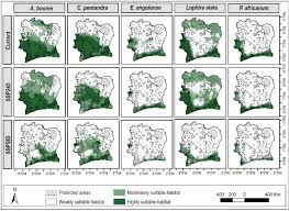 Image result for Phyllocosmus