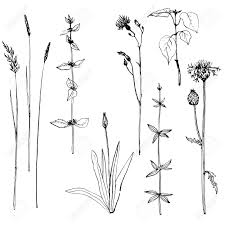5 out of 5 stars. Set Of Ink Pen Drawing Herbs And Flowers Vintage Style Botanical Royalty Free Cliparts Vectors And Stock Illustration Image 45089893