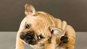 If your frenchie has been itching nonstop and you are finding hives, open sores and/or hair loss, you will likely need a trip to the vet. French Bulldog Allergy French Bulldog Breed