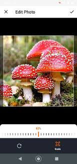 Looking for a mobile app that can identify plants by photo? Mushrooms App 62 Download For Android Apk Free
