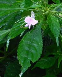 Image result for Impatiens hochstetteri