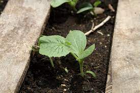 Zucchini generally takes 35 to 55 days from planting until harvest. How To Start Summer Squash And Zucchini From Seed