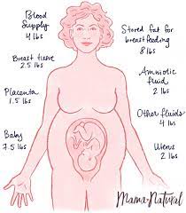 Your baby's brain can now control its. The Truth About Pregnancy Weight Gain Mama Natural