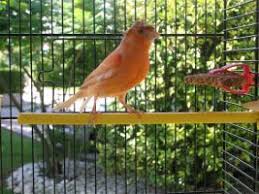 Morirà anche questo, così come tutti gli altri contagiati e con respiro affannoso. Canarino Uccelli Allevamento Accessori