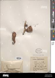 Image result for Thonningia sanguinea