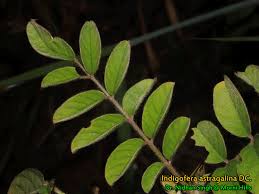 Image result for Indigofera astragalina