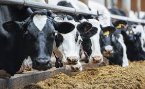 Check spelling or type a new query. Reconvertie Dans L Agriculture Fanny Temoigne Pole Emploi