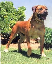 We did not find results for: Boerboel Dogs Rhodesian Ridgeback South African Mastiff