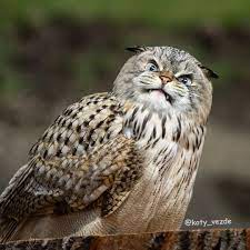 Hd cat wallpapers 1920x1080 (69+ images). Funny Artist S Photos Of Cats As Other Animals Popsugar Pets