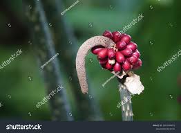 Image result for Lannea welwitschii