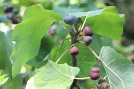 Feigenbaum pflege mediterraner garten standort garten pflanzen ernte garten ideen gesund garten ein feigenbaum im topf bringt mediterranes flair auf jeden balkon und jede terrasse. Feigenbaum Pflege Vermehren Und Schneiden Gartendialog De
