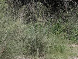 Image result for Sporobolus bechuanicus