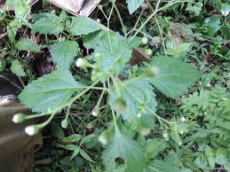 Image result for Dichrocephala