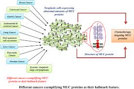 As skin cancer is an abnormal growth of cells in the skin, getting to know your skin is important to catch any skin changes early. Muc Glycoproteins Potential Biomarkers And Molecular Targets For Cancer Therapy Bentham Science