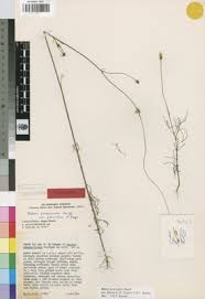 Image result for Bidens acuticaulis
