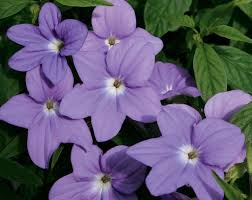 Summers in zone 9 are hot and often humid, and winters are mild, but. Plants Flowers Amethyst Flower Plants That Love Shade Shade Flowers Shade Plants