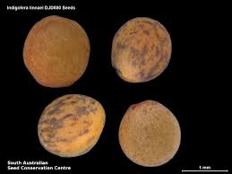 Image result for Indigofera eylesiana