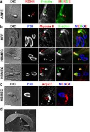 Info gaji karyawan pt furukawa otomotif systems indonesia di situs jobplanet terbaru tahun 2017 yang bersumber dari karyawan/mantan karyawannya. Genetic Impairment Of Parasite Myosin Motors Uncovers The Contribution Of Host Cell Membrane Dynamics To Toxoplasma Invasion Forces Springerlink