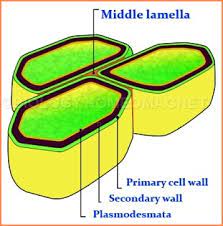 The main component of the plant cell wall is cellulose, a carbohydrate that forms long fibers and gives the cell wall its rigidity. Cell Wall Biology For Everybody