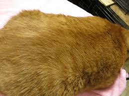 Find out what you can do to rid your cat of flaky skin. Flakey Cat How To Get Rid Of Dandruff On Your Cat Clothes And Furniture Shaven Pussycat