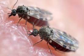 Recent examples on the web in 2007, the bluetongue virus—a disease spread by midge bites—began to sweep through herds of sheep and cattle across europe. Brazil May Face A New Threat This Time From Biting Midges The New York Times