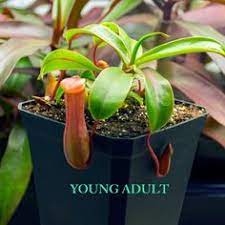 The lower traps are tubby, rounded and grow low to the ground. 13 Nepenthes Highland Tropical Pitcher Plants Ideas Pitcher Plant Plants Tropical